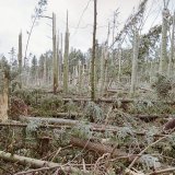 La tempête Lothar a laissé la forêt dévastée, mais les insectes en ont profité. (photo d'archives) KEYSTONE/WALTER BIERI